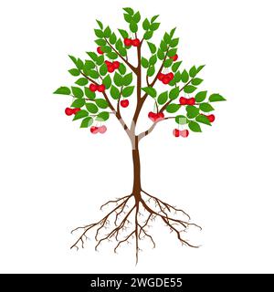 Tree cherry with fruits and roots on white background. Stock Vector