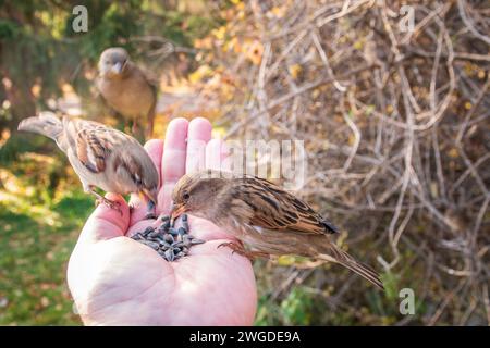 Sparrow eats seeds from a man's hand. A Sparrow bird sitting on the hand and eating nuts. Stock Photo