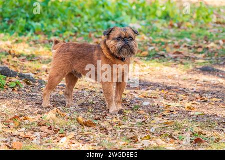 Brussels Griffon for a walk in the park. Funny brussels griffon dog walking on leaves at sunny day in forest Stock Photo