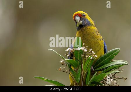 Green rosella, Platycercus caledonicus, feeding on Stinkwood, Zieria arborescens, Tasmania Stock Photo