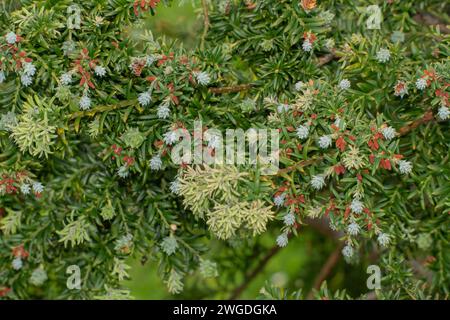 Prince Albert's yew, Saxegothaea conspicua, with cones. Argentina. Stock Photo