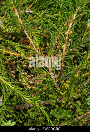 Creeping Strawberry Pine, Microcachrys tetragona with cones; a dioecious conifer in the podocarp family. Tasmania. Stock Photo