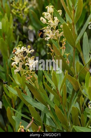 Crinkle bush, Lomatia silaifolia, in flower; eastern Australia, Stock Photo