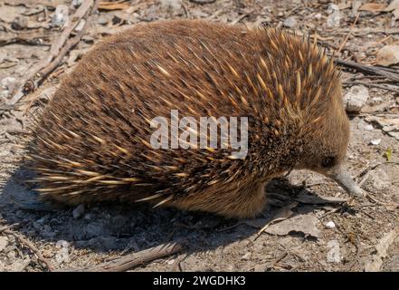 Tasmanian short-beaked echidna, Tachyglossus aculeatus setosus, feeding in woodland. Tasmania. Stock Photo