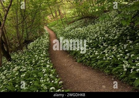 Path through Cumbrian beech woodland with ramsons in flower, UK Stock Photo