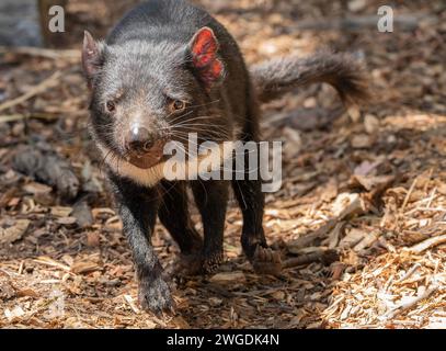 Tasmanian devil, Sarcophilus harrisii, running and hunting. Tasmania. Stock Photo