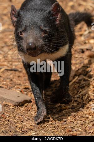 Tasmanian devil, Sarcophilus harrisii, hunting. Tasmania. Stock Photo