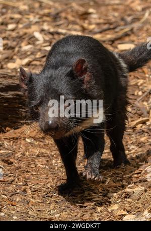Tasmanian devil, Sarcophilus harrisii, running and hunting. Tasmania. Stock Photo