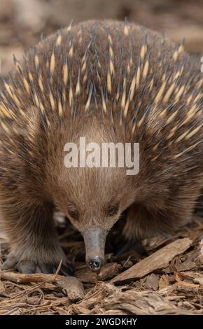 Tasmanian short-beaked echidna, Tachyglossus aculeatus setosus, feeding in woodland. Tasmania. Stock Photo