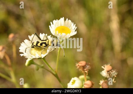 A yellow-green longhorned beetle with yellow wings and dark spots sits on a chamomile flower. Stock Photo