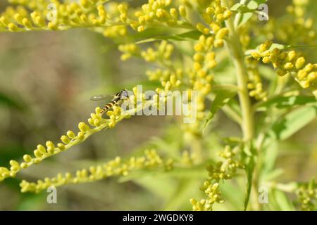 A hoverfly with a yellow striped abdomen lands on yellow flowers of field grass. Stock Photo
