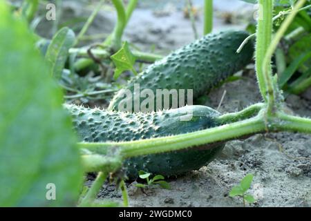 Two large cucumbers ripened on the stems of a cucumber plantation in a vegetable garden. Stock Photo