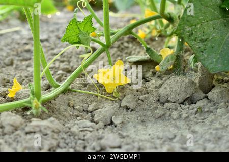 Plantation with cucumbers. Yellow flowers appeared on the long stems of the cucumber bushes. Stock Photo