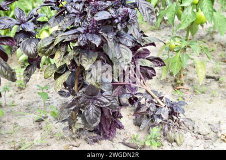 A basil bush with purple leaves grows in a vegetable garden. Stock Photo