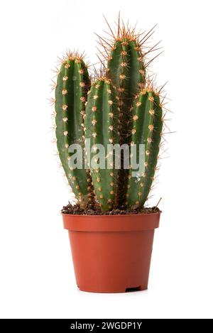 small green cactus in pot isolated on white. Tropical plant. Stock Photo