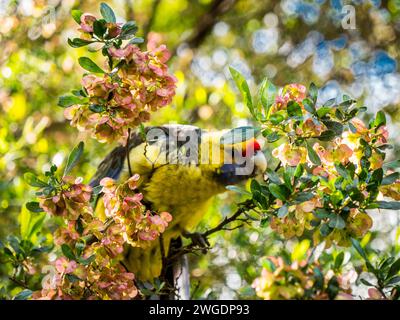 Green rosella parrot in Tasmania Stock Photo