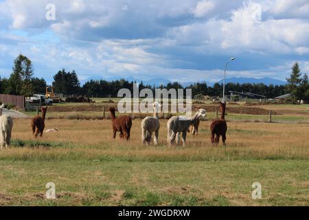 Alpacas on a farm in New Zealand Stock Photo
