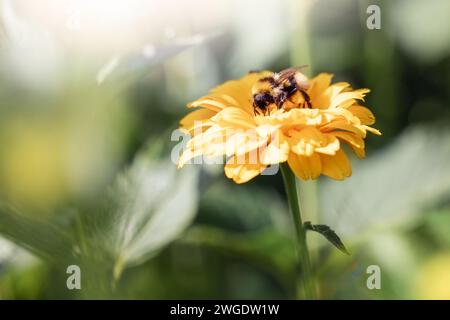 Bumblebee sitting on a yellow flower in the summer on the meadow. Stock Photo