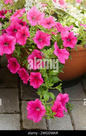 Bright and colourful petunia flowers in close up Stock Photo - Alamy