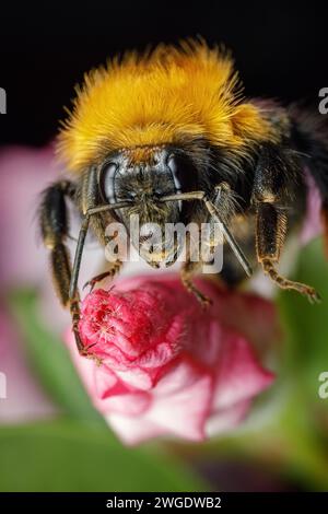 A wonderful golden hairy bumble bee collects nectar from the flowers of fruit trees in close-up. Stock Photo