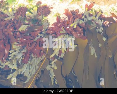 Exploring the rockpools on the shoreline and you're rewarded with the spectacular colours and shapes of underwater forests of kelp and seaweed. Stock Photo