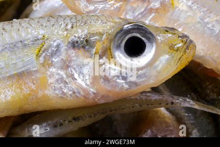 caught fish called sand smelt with big eye very appreciated in the Italian and mediterranean cuisine Stock Photo