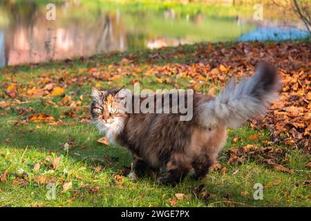A fluffy curious grey-brown cat with its tail up stands on a green autumn lawn in front of fallen brown leaves and looks at the camera Stock Photo