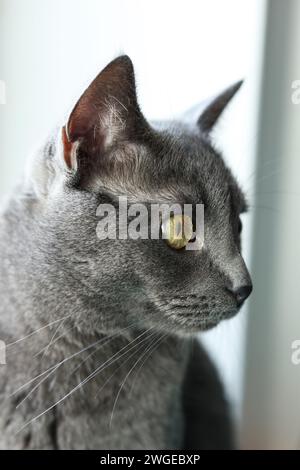 Portrait of a gray cat with yellow eyes on a light background Stock Photo