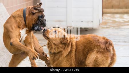 Playful Moments Captured Between Two Joyful Dogs on a Sunny Day Stock Photo