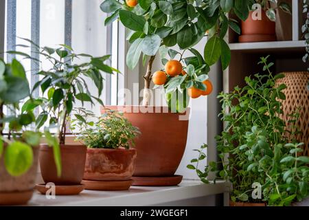 Tangerine tree with fruits in terracotta pot on windowsill at home. Calamondin citrus plant.  Stock Photo