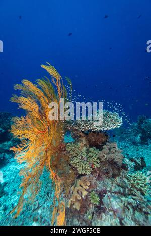 Healthy coral reef with giant gorgonian sea fan in clear blue tropical water Stock Photo