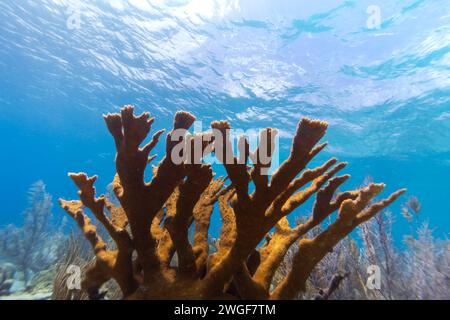 Healthy Elkhorn coral in a reef landscape with various hard corals Stock Photo