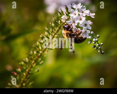 Eastern Carpenter Bee, Xylocopa virginica, gathering pollen from white flowers Stock Photo