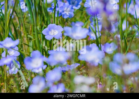 Baby Blue Eyes wildflowers. Super bloom in Carrizo Plane National Monument, central California Stock Photo