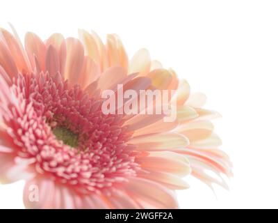 High key photo of Pink Gerbera Daisy Stock Photo