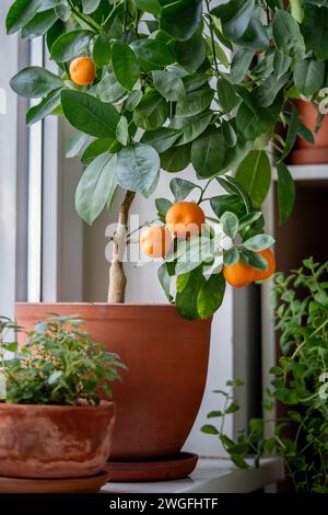 Tangerine tree with fruits in terracotta pot on windowsill at home. Calamondin citrus plant.  Stock Photo