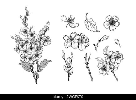 Set of elements of a blossoming branch of sakura, apple tree, peach. Realistic line drawing of beautiful flowers with buds and leaves for logo, weddin Stock Vector