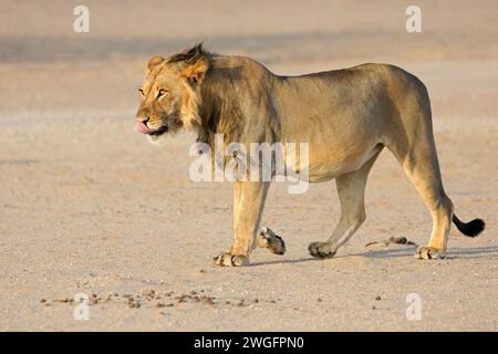 Young male African lion (Panthera leo) walking, Kalahari desert, South Africa Stock Photo
