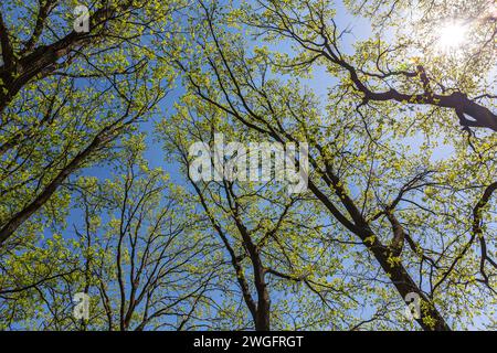 spring sun shining through canopy of tall trees with fresh green leaves. Stock Photo