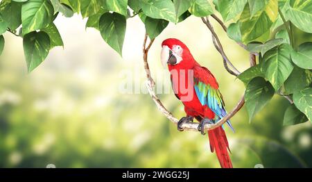 Horizontal nature background with Ara parrot (Ara macao) sits on a liane among tropical leaves. Sunny blurred backdrop with Scarlet Macaw. Copy space Stock Photo