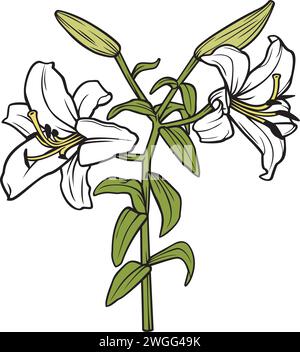 White Lily Flower Vector Illustration Stock Vector