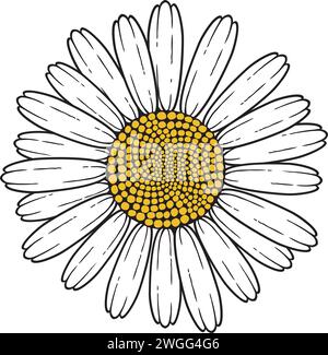 Chamomile Flower Color Vector Illustration Stock Vector
