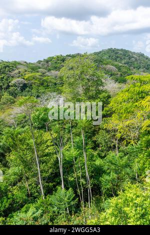 Rainforest view from Teleferico Aerial Tram, Soberania National Park, Canalera de Gamboa, Panama City, Panama Province, Republic of Panama Stock Photo