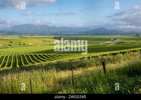 Vineyards and grazing lands near Blenheim in the Marlborough region of New Zealand in the Marlborough region of New Zealand Stock Photo