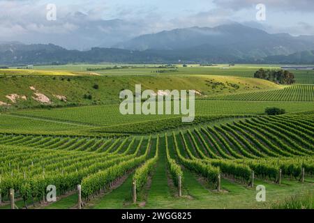 Vineyards near Blenheim in the Marlborough region of New Zealand Stock Photo