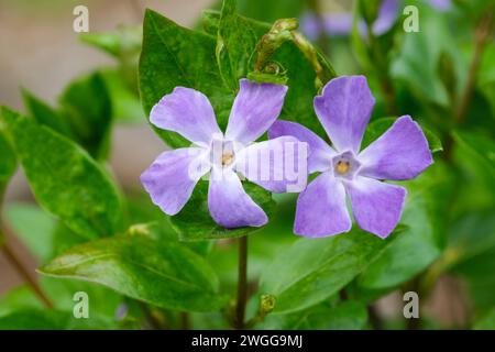 Vinca major Reticulata, periwinkle, Violet flowers with broad petals Stock Photo