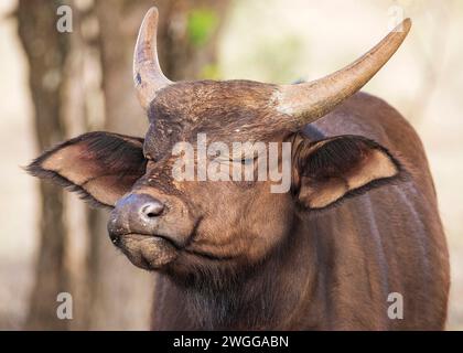 Buffalo Calf South Africa Stock Photo