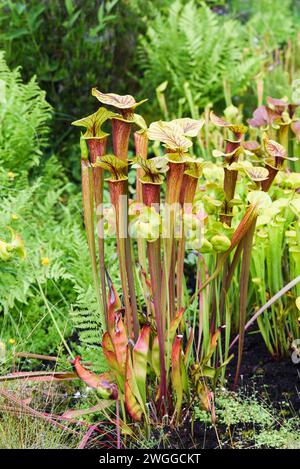 An insect-eating sarracenia plant growing in the garden in summer. Stock Photo