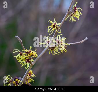 Striking flowers of Hamamelis mollis or Chinese Witch Hazel in February in a UK garden Stock Photo