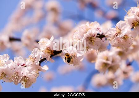 Bee perches on blossoming tree branch Stock Photo